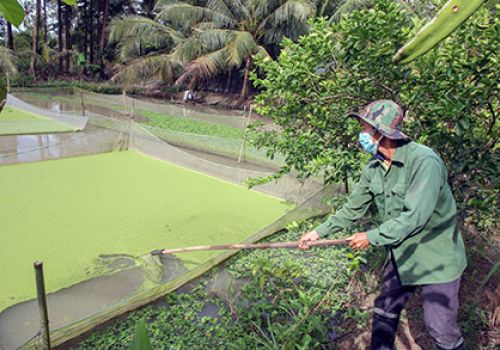 Tăng thêm thu nhập từ nuôi ốc bươu đen