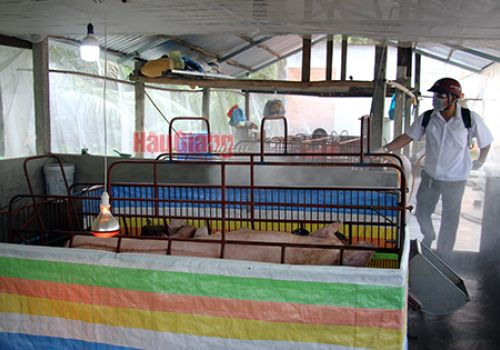 Hậu Giang: Diện tích chăn nuôi của trên 28.400 hộ dân đã được phun khử trùng