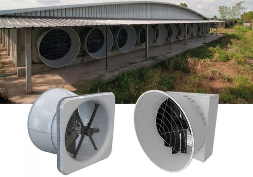 SKOV BlueFan nâng cao hiệu quả của trang trại gà đẻ trứng