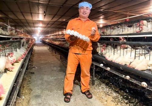 Kỹ sư 8X tâm huyết với trứng gà 