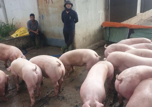 Giá thức ăn chăn nuôi lại tăng, nhiều người nuôi gồng mình gánh lỗ