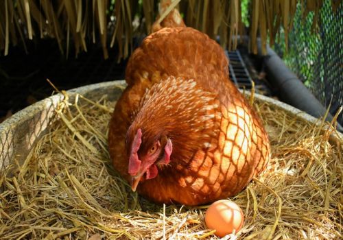 Dinh dưỡng để gà đẻ trứng tốt trong mùa hè