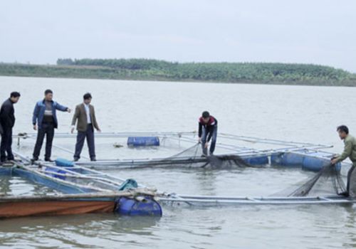 Tiềm năng nuôi cá lồng trên sông tại Bắc Ninh