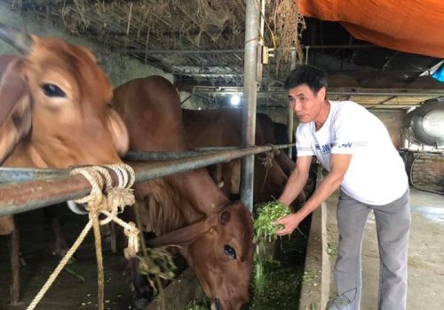 Tình hình chăn nuôi cả nước tháng 10/2021