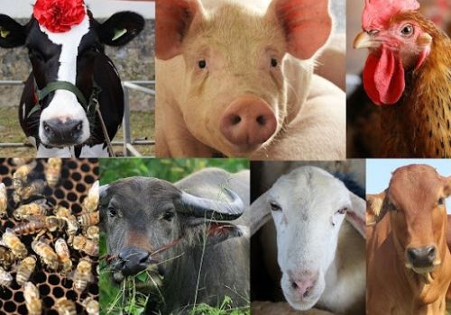 Tạo thuận lợi cho ngành chăn nuôi trong bối cảnh mới