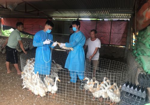 Cảnh báo: Tỷ lệ tiêm phòng vacxin cúm gia cầm chưa tới 10% tại nhiều địa phương