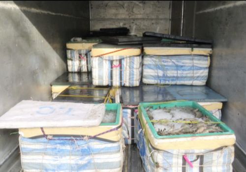 Vận chuyển hơn 1 tấn tôm bơm tạp chất đi tiêu thụ