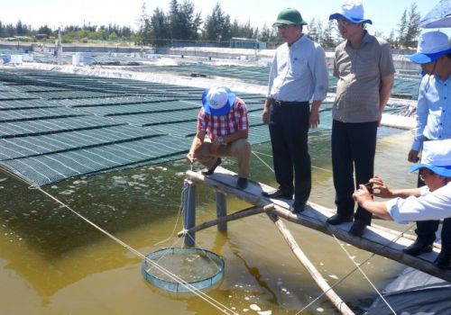 Nuôi tôm thâm canh, công nghiệp, hiện đại