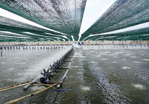 Kiên Giang: Nuôi tôm theo hướng an toàn, bền vững và hiệu quả