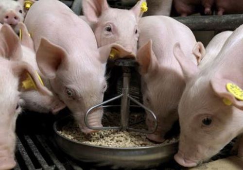 3 chiến lược kiểm soát chi phí thức ăn chăn nuôi