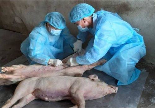 Biểu hiện của dịch tả lợn Châu Phi và các biện pháp phòng tránh