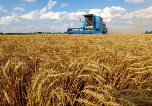 Giải pháp ngắn hạn để tự chủ nguồn nguyên liệu thức ăn chăn nuôi