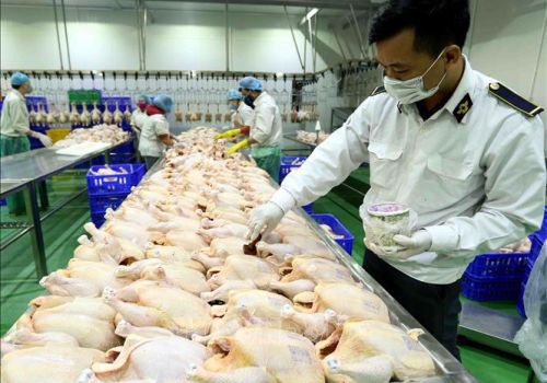 Hai giải pháp giảm chi phí sản xuất để cứu ngành chăn nuôi gia cầm