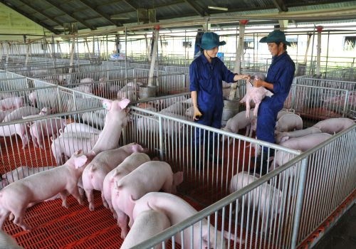 Hiện tại chăn nuôi lợn theo chuỗi đã có lãi