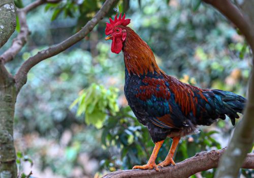 Mô hình nuôi gà bằng sâm đất giúp nông dân kiếm nửa tỷ mỗi năm