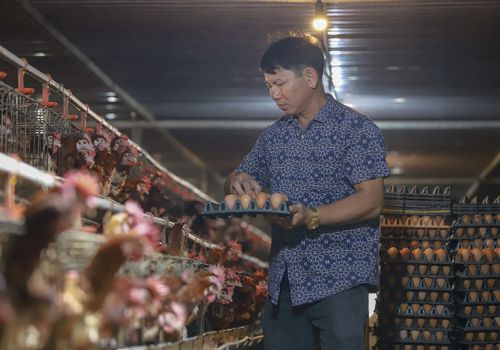 Tín hiệu vui cho người chăn nuôi khi giá TĂCN đã giảm sau 17 lần tăng trong 2 năm qua