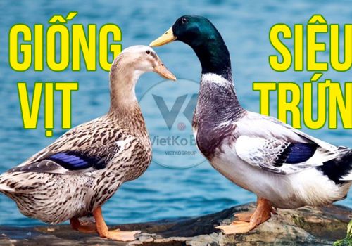 5 GIỐNG VỊT SIÊU TRỨNG ĐANG ĐƯỢC NUÔI Ở VIỆT NAM