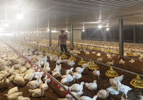 Vì sao người chăn nuôi gia cầm trong nước đang thua lỗ?