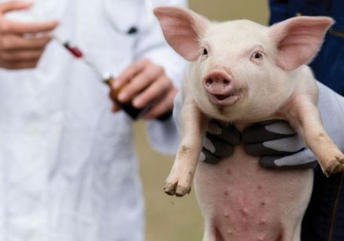 Lịch tiêm vaccine cho heo con đảm bảo an toàn hiệu quả