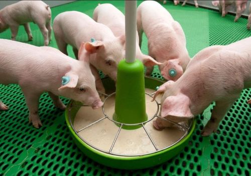 3 chiến lược dinh dưỡng khả thi để duy trì sự tăng trưởng của heo trong thời gian bị stress nhiệt