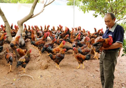 5 GIẢI PHÁP GIÚP THÚC ĐẨY CHĂN NUÔI GÀ HIỆU QUẢ