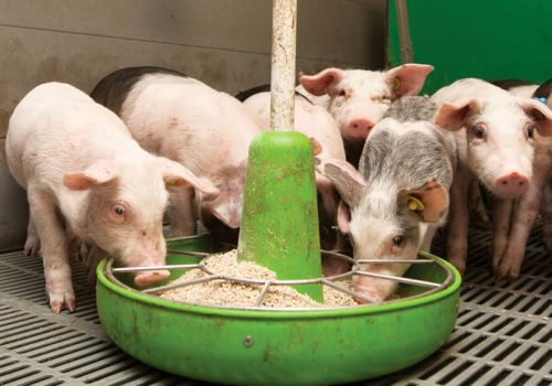 Các yếu tố ảnh hưởng đến tỷ lệ chuyển đổi thức ăn (FCR) ở lợn