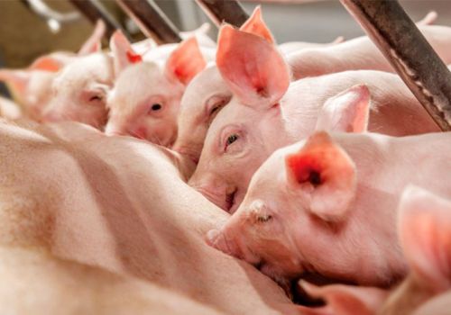 Cách phòng và điều trị bệnh mất sữa ở lợn nái