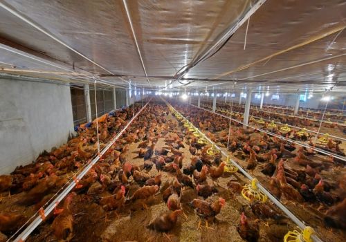 Cắt điện liên tục gây khó khăn cho sản xuất chăn nuôi