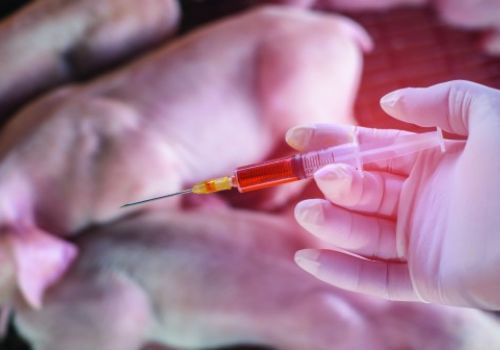 Ở nước Anh: Chăn nuôi lợn giảm 75% sử dụng kháng sinh trong 8 năm