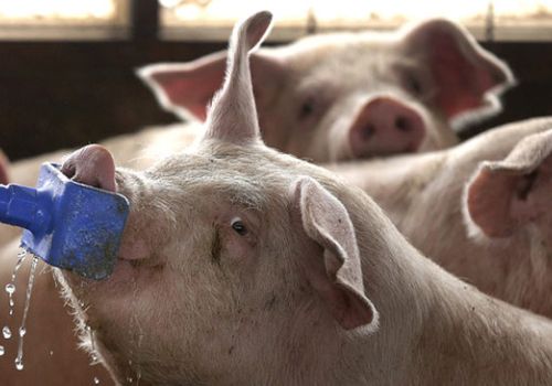 Heo cần uống bao nhiêu nước 1 ngày và làm sao cung cấp đủ nước cho heo
