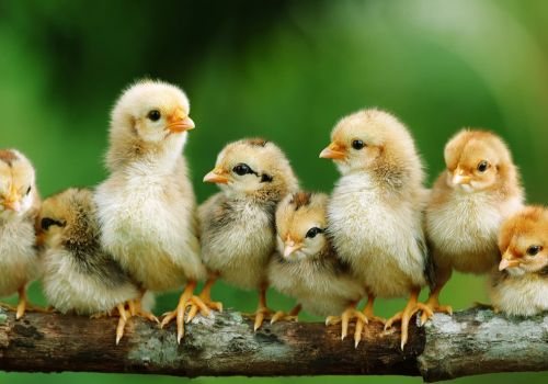 Nguyên nhân và các xử lý hiện tượng gà con bị mất nước