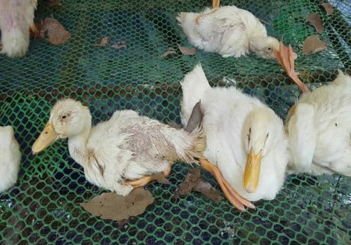 Phòng, điều trị bệnh phó thương hàn trên vịt