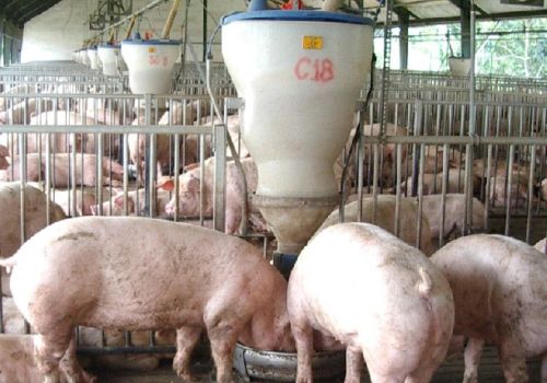 Tối đa hóa hiệu quả sử dụng thức ăn cho heo với Ecobutyrate
