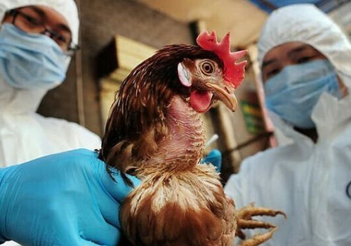Tổ chức y tế thế giới cảnh báo virus cúm gia cầm biến đổi nhanh thành ổ dịch lớn