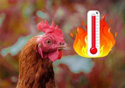 Giúp gà đồi tránh stress, dịch bệnh mùa nắng nóng