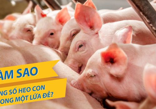 Làm sao để tăng số heo con trong một lứa đẻ?