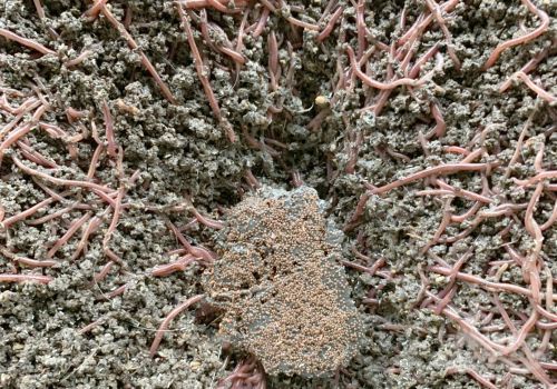 Mô hình nuôi giun quế nhờ tận dụng phân lợn thu về nửa tỷ đồng/năm