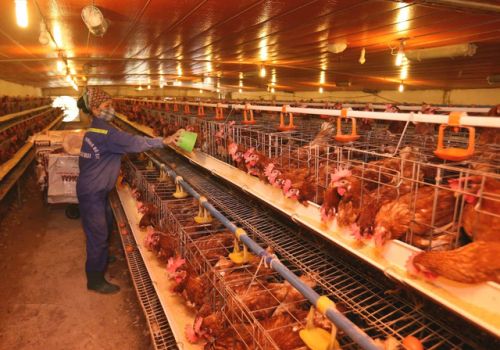 Sử dụng chất điện giải chống nóng cho gia cầm