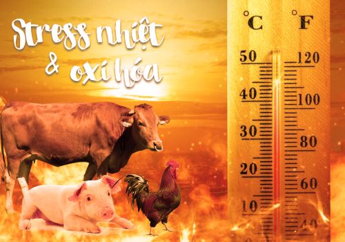 Hiểu về stress nhiệt và chống oxi hóa