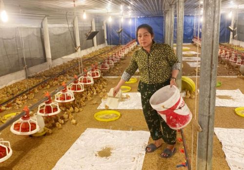 Thành công từ mô hình nuôi gà hậu bị