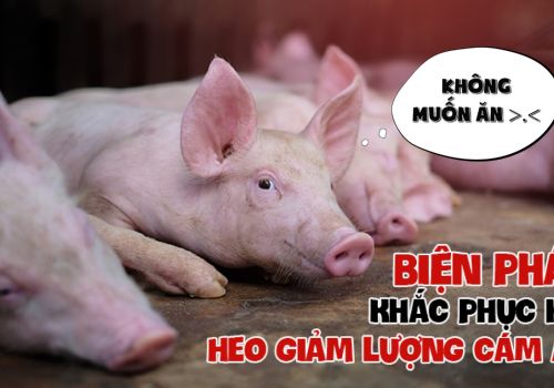 Biện pháp khắc phục khi heo giảm lượng cám ăn vào