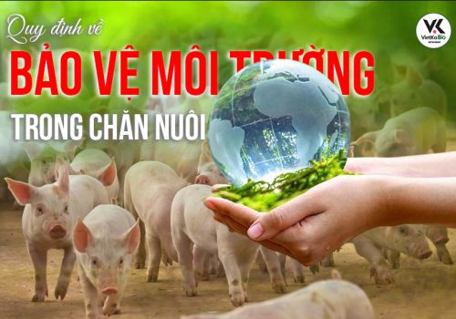 Quy định về bảo vệ môi trường trong chăn nuôi mà người chăn nuôi cần biết