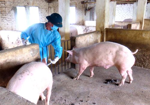 Vaccine dịch tả lợn Châu Phi được phép sử dụng rộng rãi trên cả nước