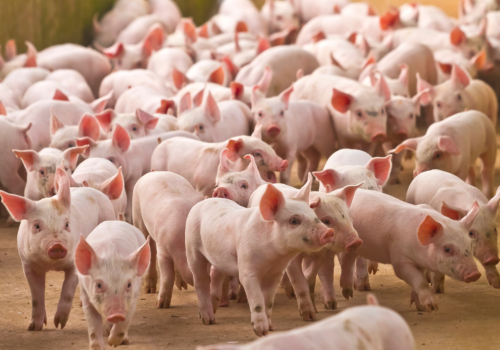 Giá lợn hơi tiếp tục tăng, có nên đẩy mạnh tái đàn?