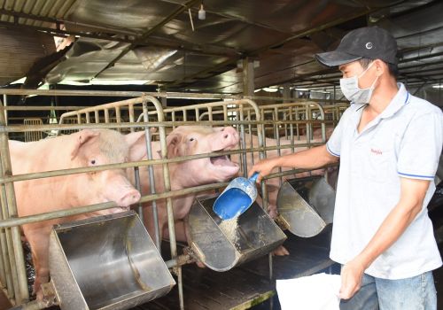 Giá thức ăn chăn nuôi giảm lần thứ 4 trong năm 2023