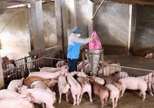 Nuôi heo an toàn theo phương pháp hữu cơ: Giá bán cao, chi phí thấp và ít rủi ro