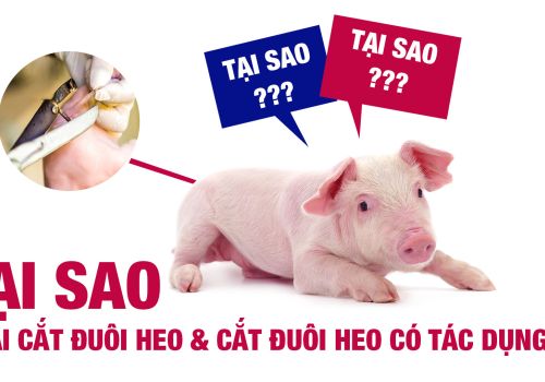 Tại sao phải cắt đuôi heo và cắt đuôi heo có tác dụng gì