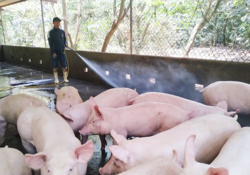 Người chăn nuôi ngại tái đàn, liệu cuối năm có thiếu thịt lợn?