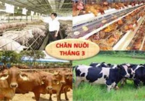 Tổng kết tình hình chăn nuôi cả nước tháng 3/2022