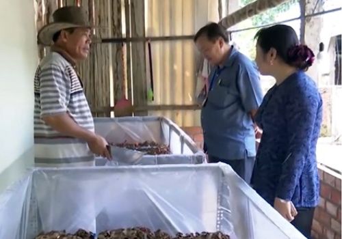 Thu nhập ổn định nhờ nuôi dế